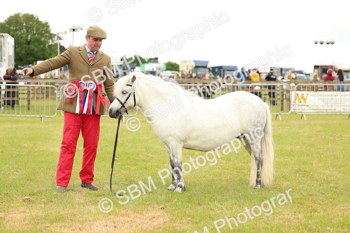 SBM_03577 - Class 58-67 - M&M Non Welsh Pony In hand