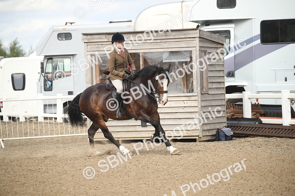 SBM_14605 - Class 505a - M&M Working Veteran - 50cm (15-19)