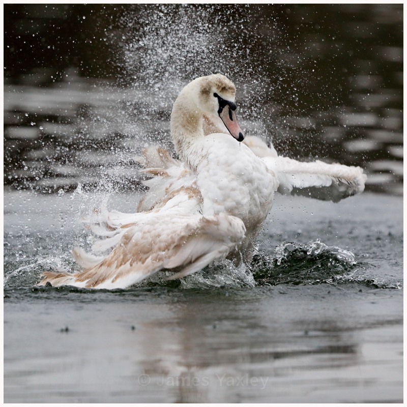 Bathing Swan  - Latest Work