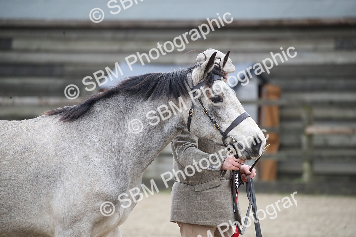 SBM_004064 - Class 1-4 - Young Stock classes Inc. In Hand Championship