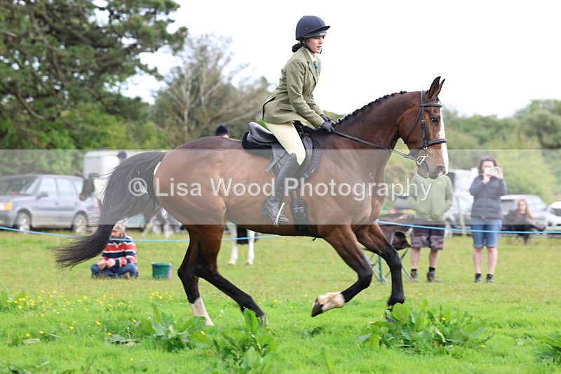 3E7A2506 - Classes 30 and 31: 80cm Working Hunter