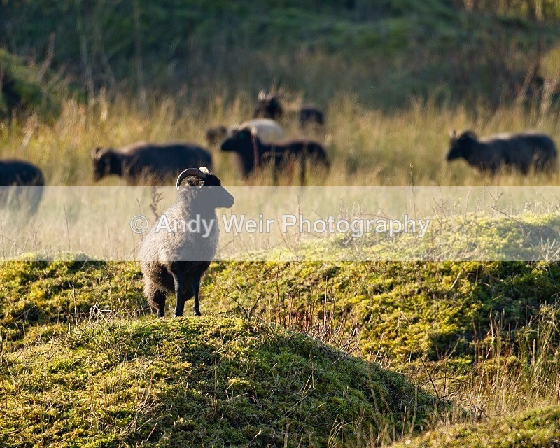 20111106-_MG_7406 - Mammals
