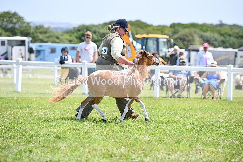 DSC_7334 - Class 62: Coloured Pony Youngstock