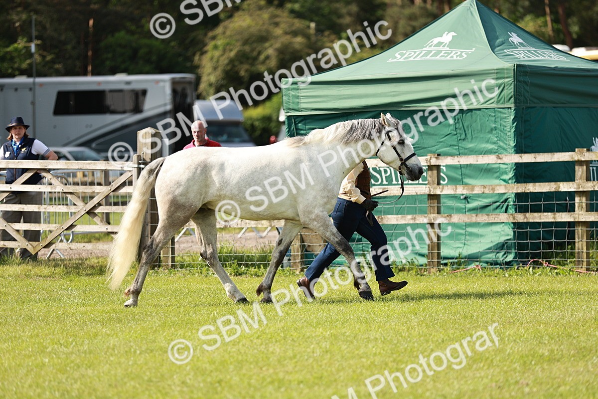 SBM_01660 - Class 14-23 - Mountain & Moorland In Hand Non Welsh