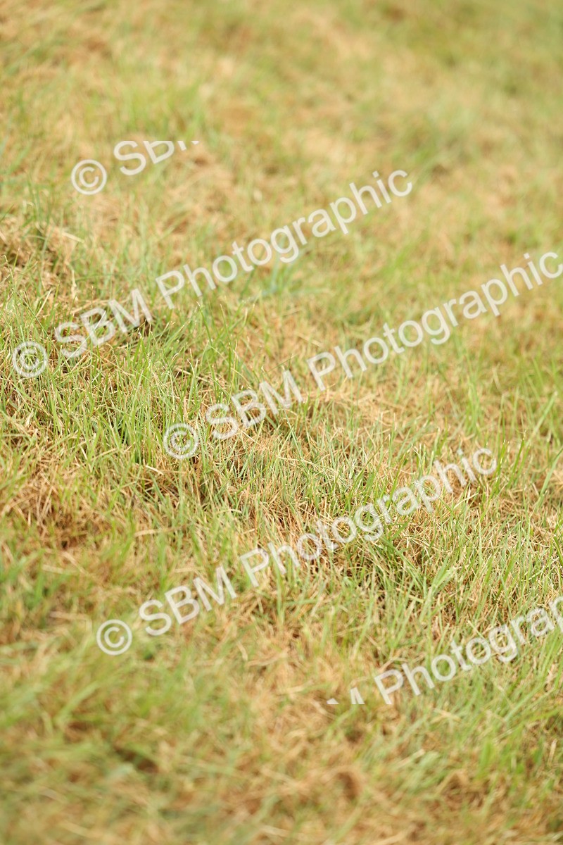 SBM_02243 - Class 50-57 - M&M Welsh Pony In Hand
