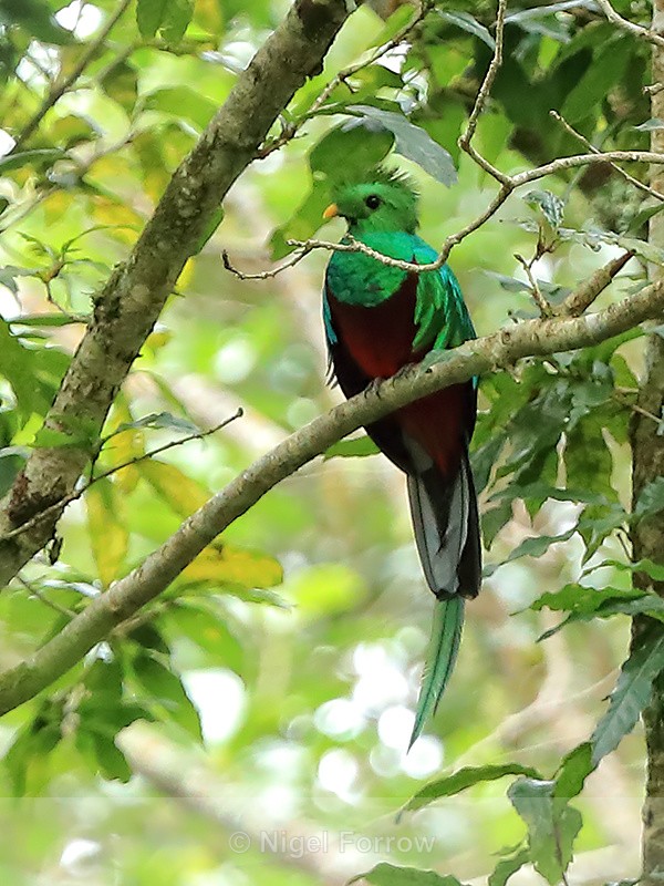 Resplendent Quetzal (male), Boquete, Panama - Resplendent Quetzal