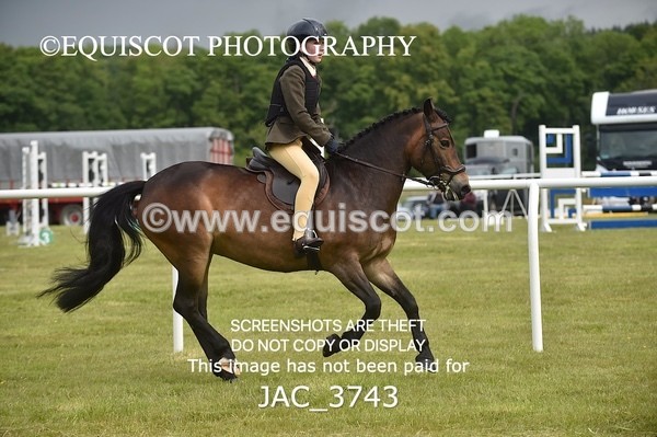 JAC_3743 - 75CM WORKING HUNTER