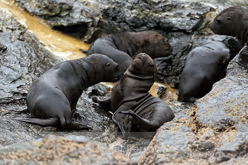 South American Sea Lion pups, Chile - Sea Lion