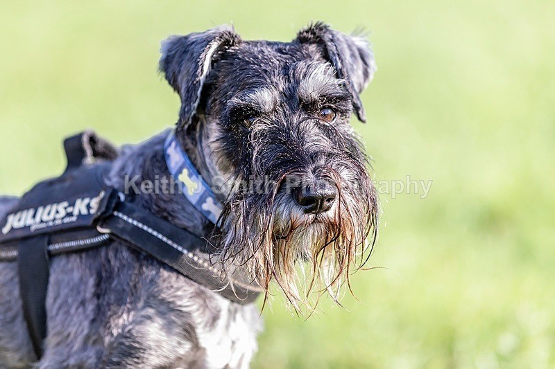 0KJS5999 - Dogs in Abington Park