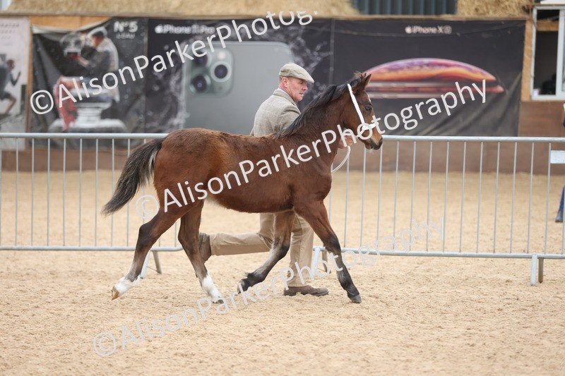 20251109-0772 - Class 24 - Foals