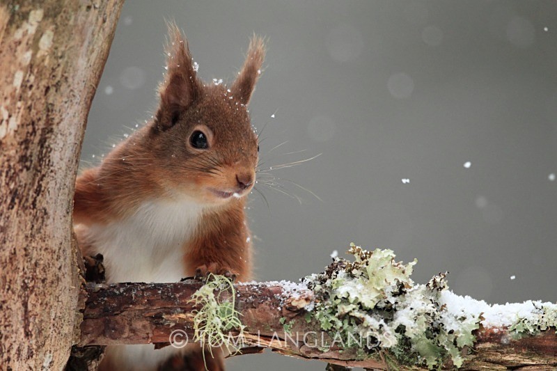 Red Squirrel - Red Squirrels