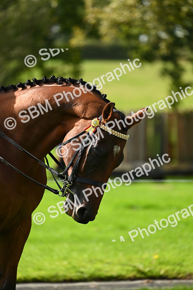SBM_02011 - S2 - TSR Ridden Horse Showing