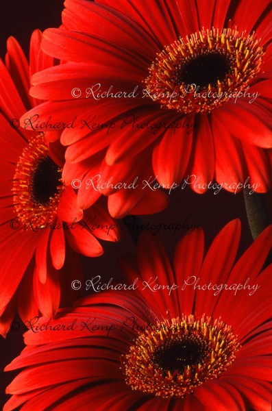 Gerbera - Plants