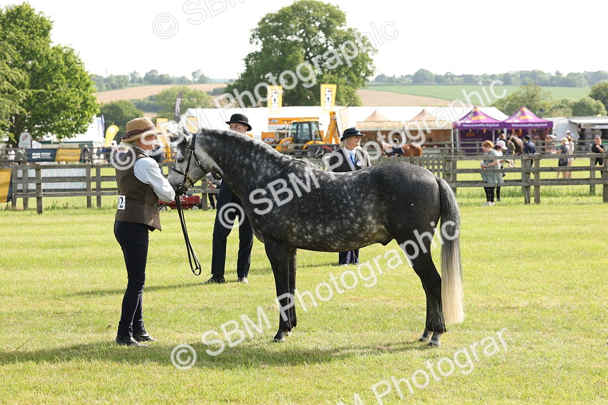 SBM_00754 - Class 6-13 - Mountatin and Moorland In Hand Welsh Breeds