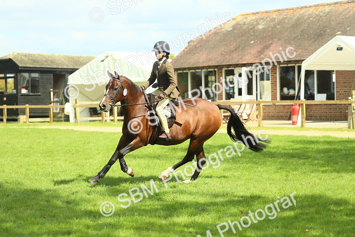 SBM_44593 - S31 - Working Hunter Pony