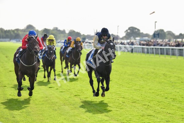 141023-Race 1-Purosangue-0534 - Race 1 1.15pm Coral Rockingham Stakes