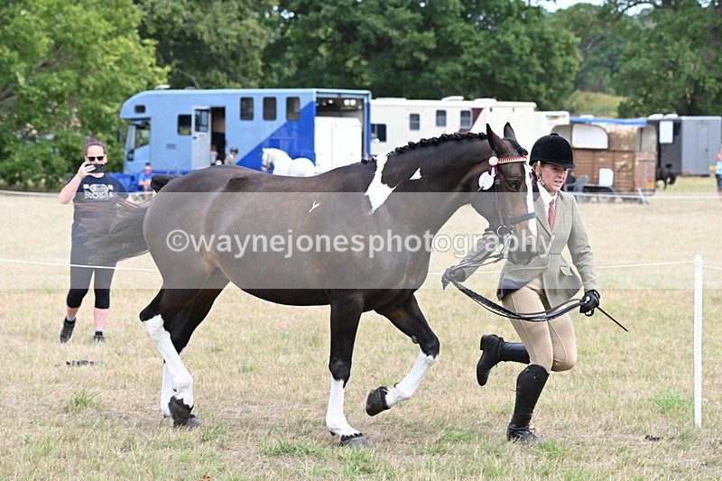 WJ6_5859 - Class 19 In-hand Veterans (Uploaded correct folder)
