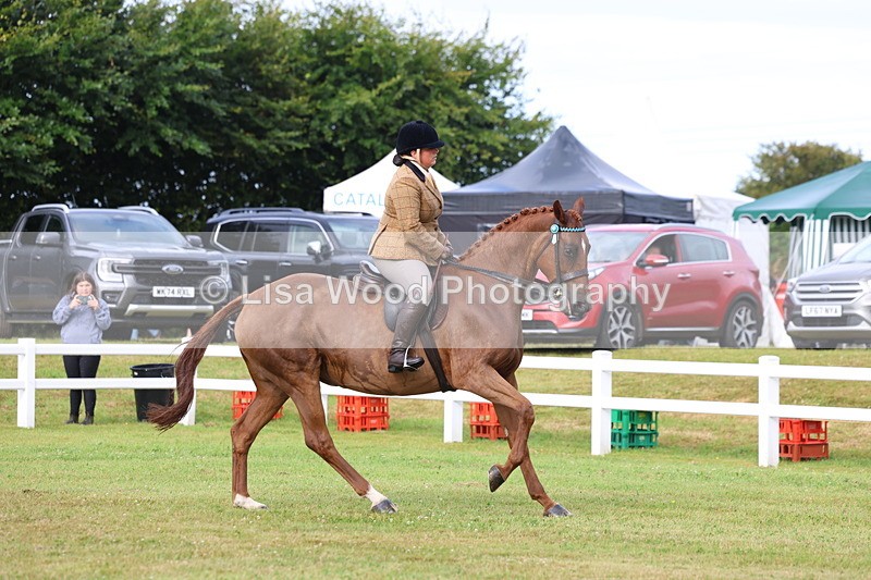 3E7A8019 - Class 2: Rising Star Large Hack/Riding Horse