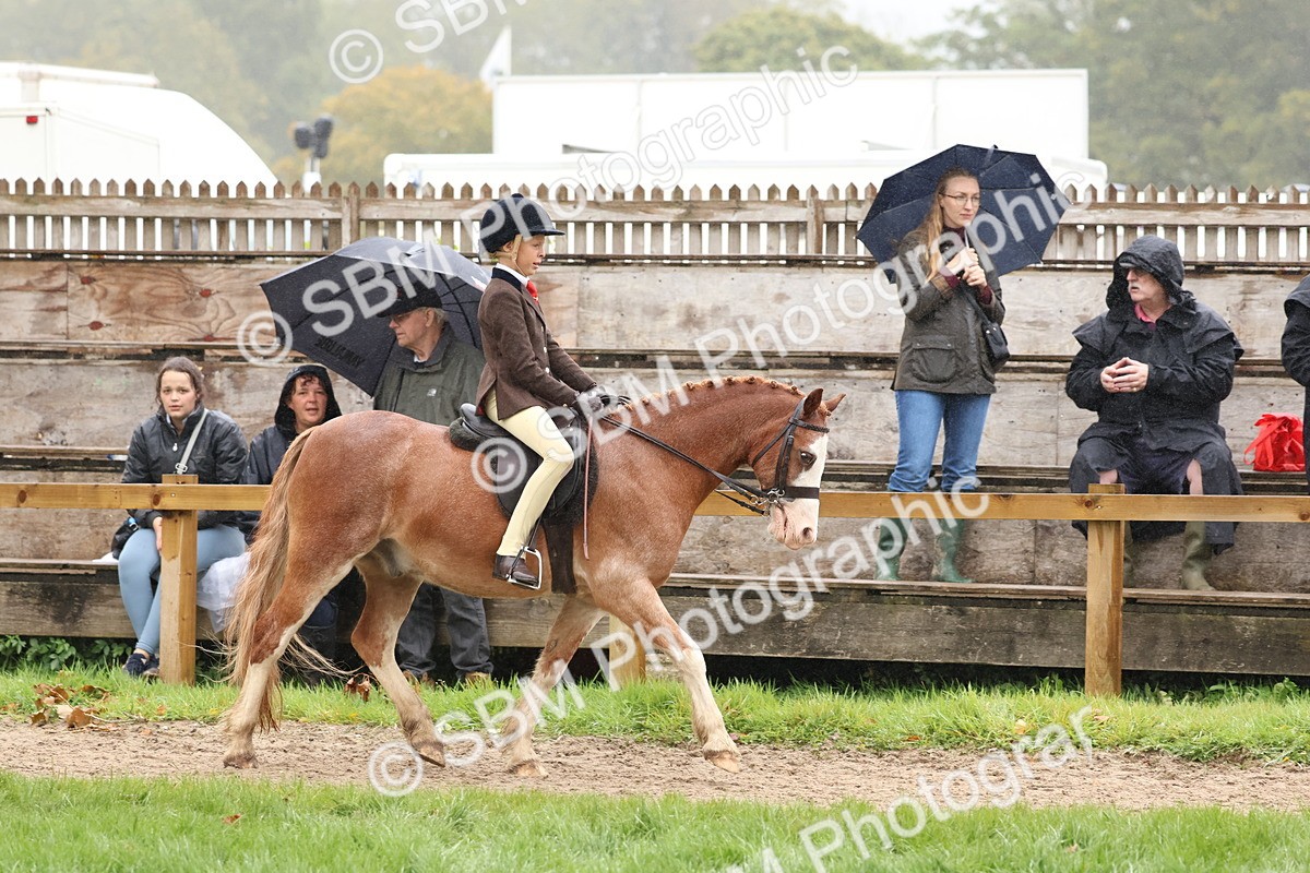 SBM_72988 - S63 Show Pony & Show Hunter Pony Ridden