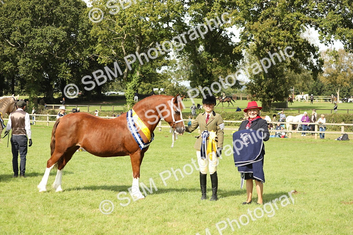 SBM_66373 - In Hand Pony & Youngstock Supreme Championship