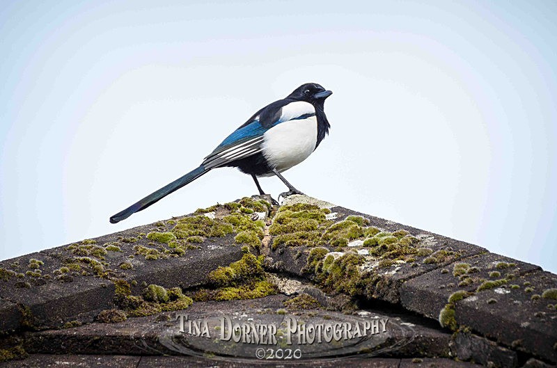 Magpie