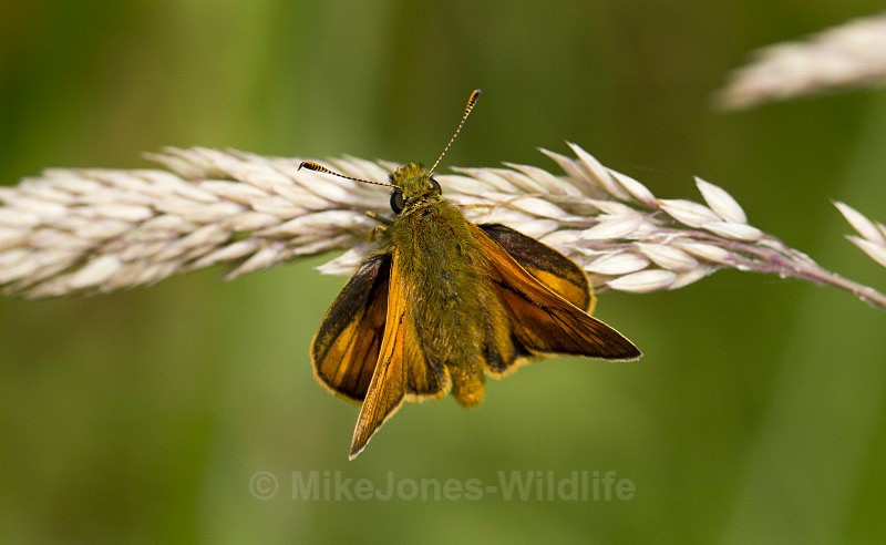 LARGE SKIPPER - BUTTERFLIES
