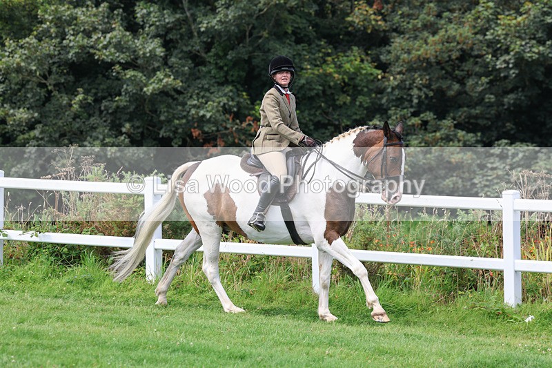 3E7A8662 - Class 5: Working Show Horse