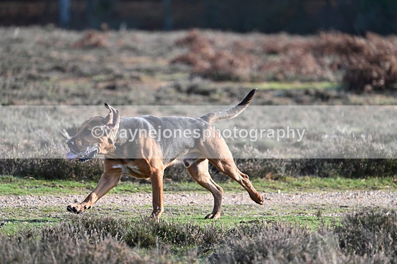 WJ7_8009 - Line 3 (no line 4 or 5)