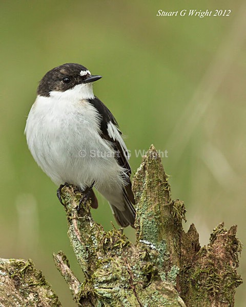205 - Flycatchers, Redstarts & Stonechats