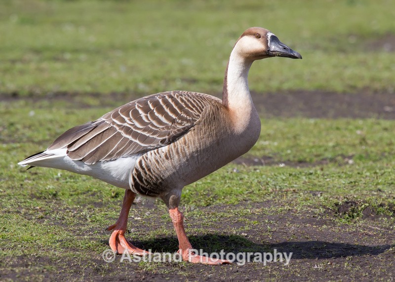 Astland Photography, Bird and Wildlife Images, Susan and Peter Wilson, U.K.
