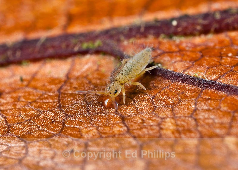 Entomobrya nicoleti - Entomobrya nicoleti