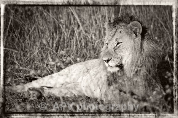 JUST CHILLIN'.. - SAFARI - KENYA