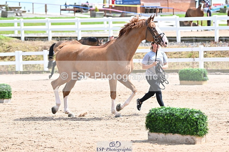 240717A-144745-02293 - Trot Up 2pm to 3pm - This folder is not in time order