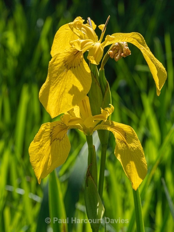 Yellow flag Iris (Iris pseudacorus) - Flower Portraits