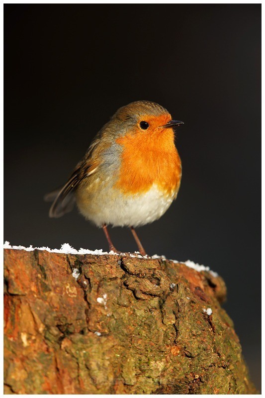 Erithacus Rubecula - British Birds