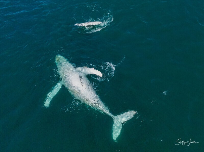 A Pair of Humpbacks Relaxing 5. DJI_0292 - 2025 Drone photos