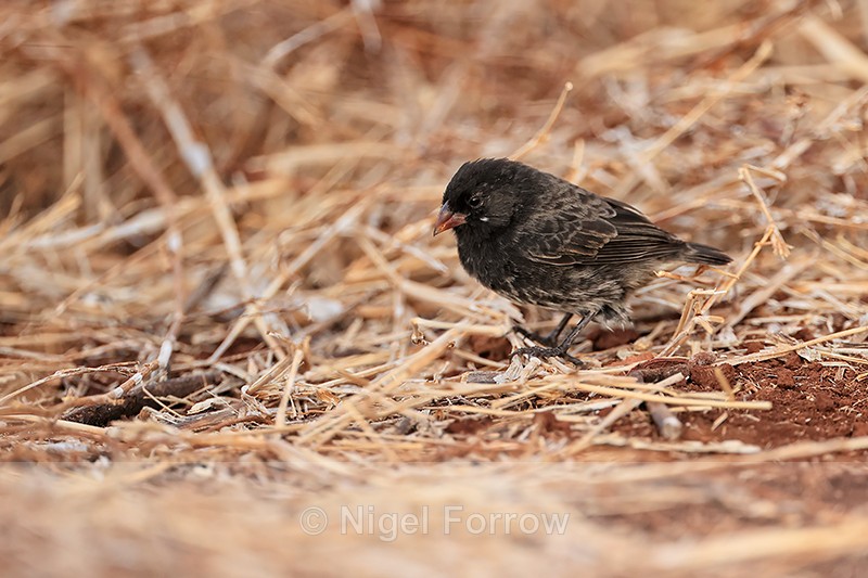 Medium Ground-Finch (male non-breeding), Isla Lobos, Galapagos - Medium Ground-Finch
