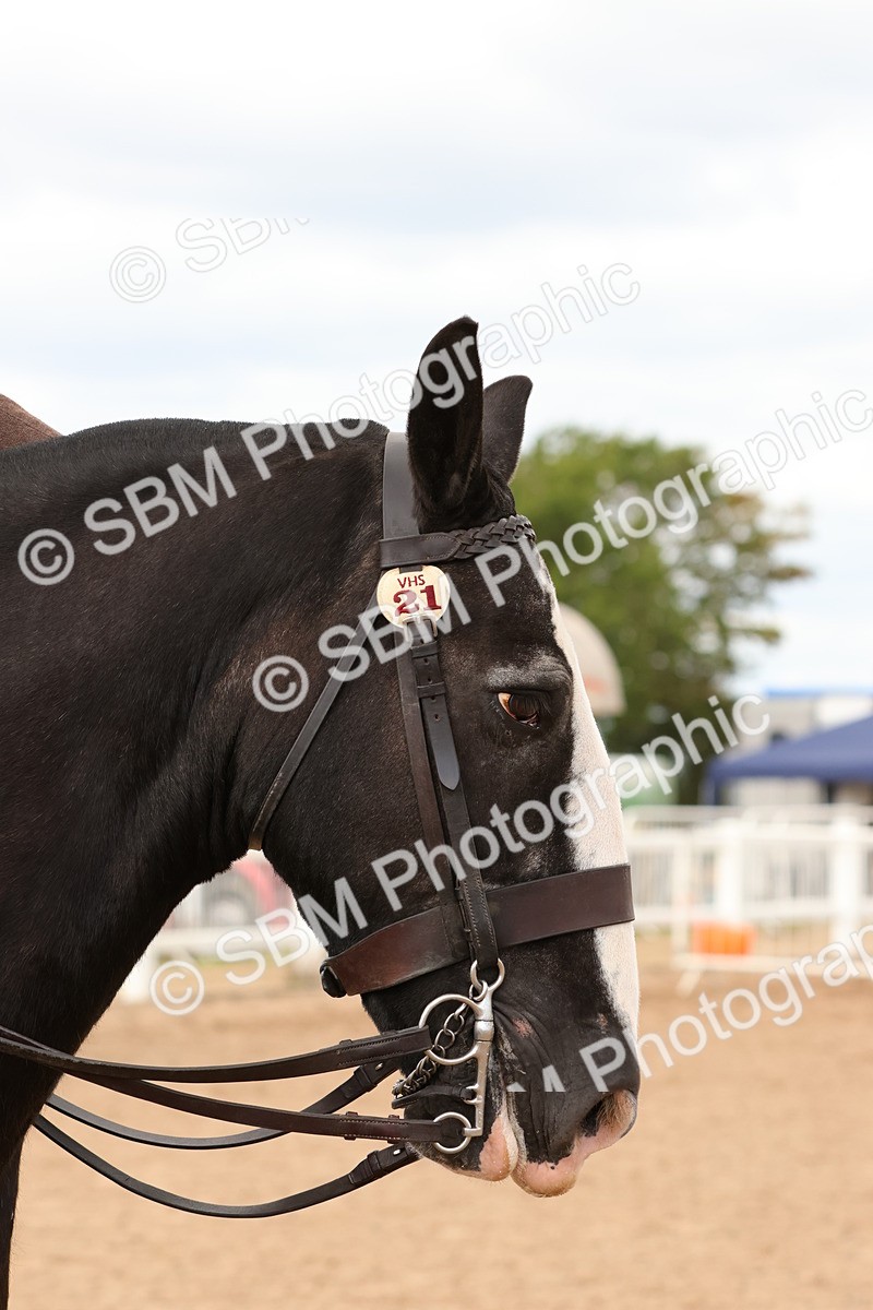 SBM_15544 - Class 214 - Ridden Show Cob