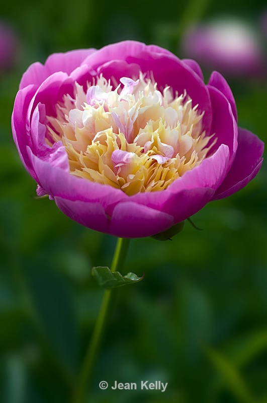 Flower - 5382 - Pink