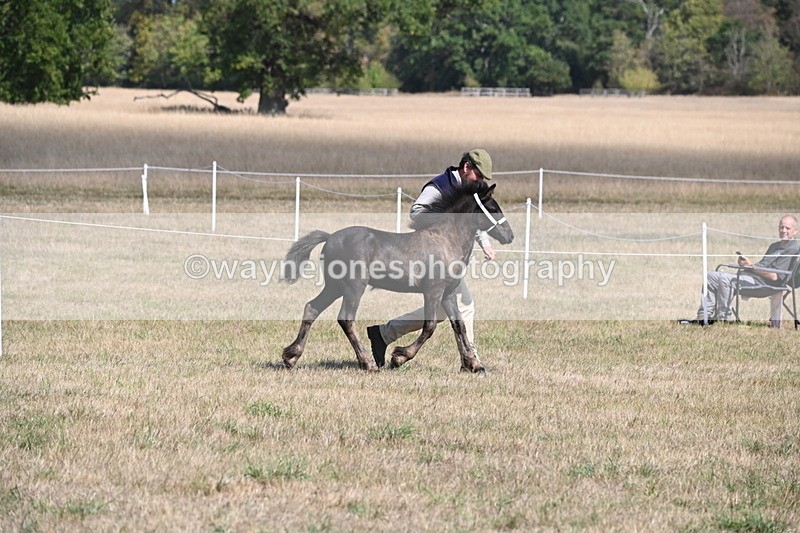 WJ6_5127 - Class 17 Mountain & Moorland