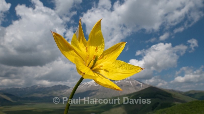 Wild Tulips (Tulipa australis  also T. sylvestris ssp australis) growing above  the Piano Grande - Gargano - Wild Flowers