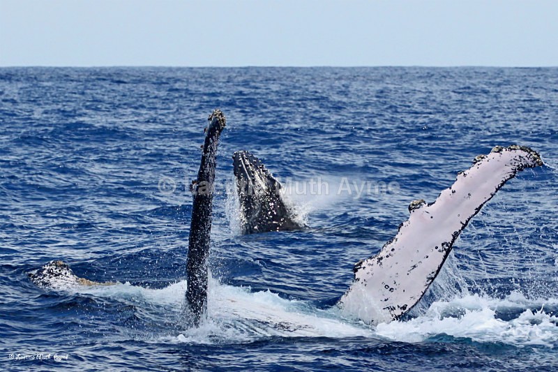 IMG_5011 Mayotte - Marine wildlife