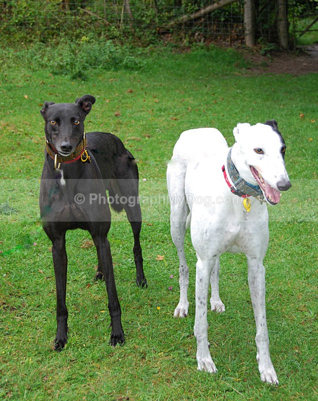  - Lurchers