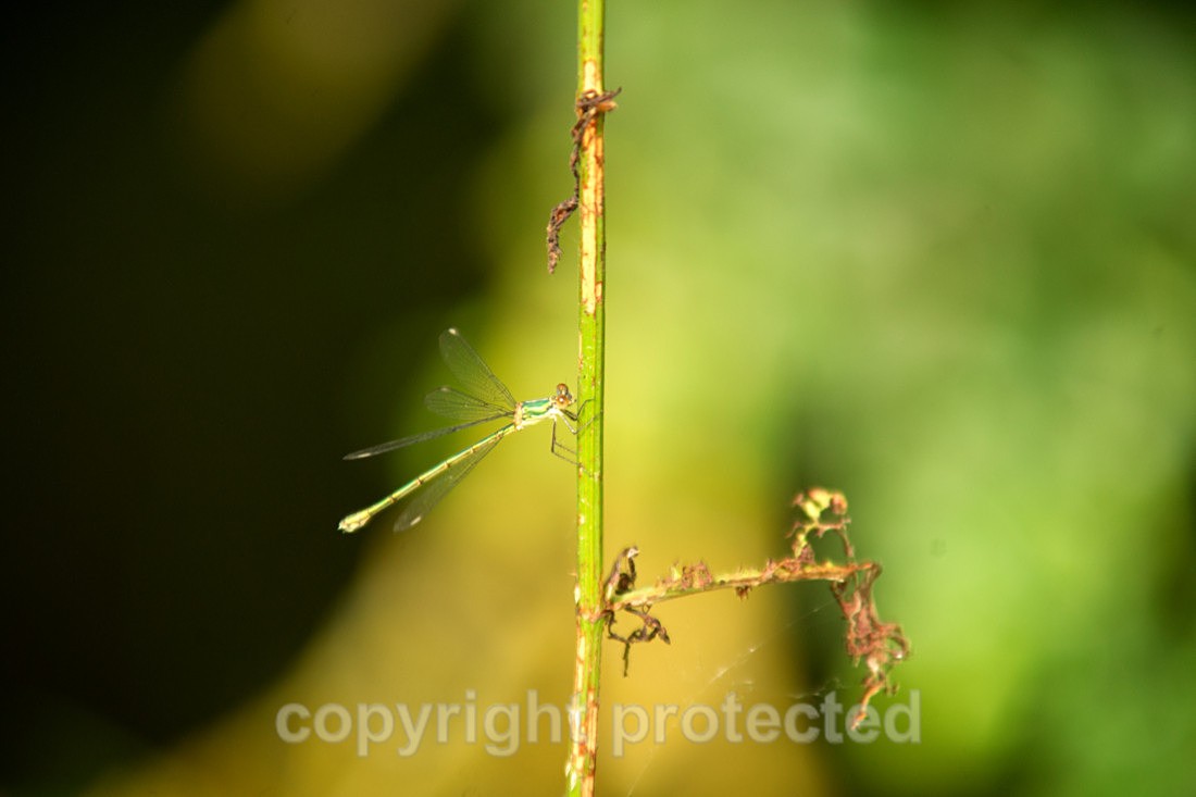 Willow Emrald (Damsel Fly) - Foxearth Meadows - Suffolk - Invertebrates