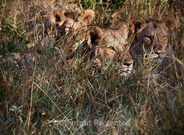Cled Lewis - Lions - Kruger National Park with GX8 and 50-200mm Leica  - The Leica Fellowship Gallery