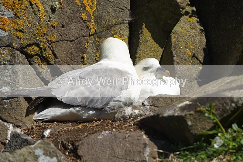 20120531-_MG_9793 - Fulmar