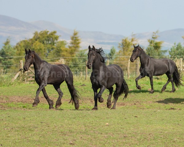 friesians 101-120 - Friesians