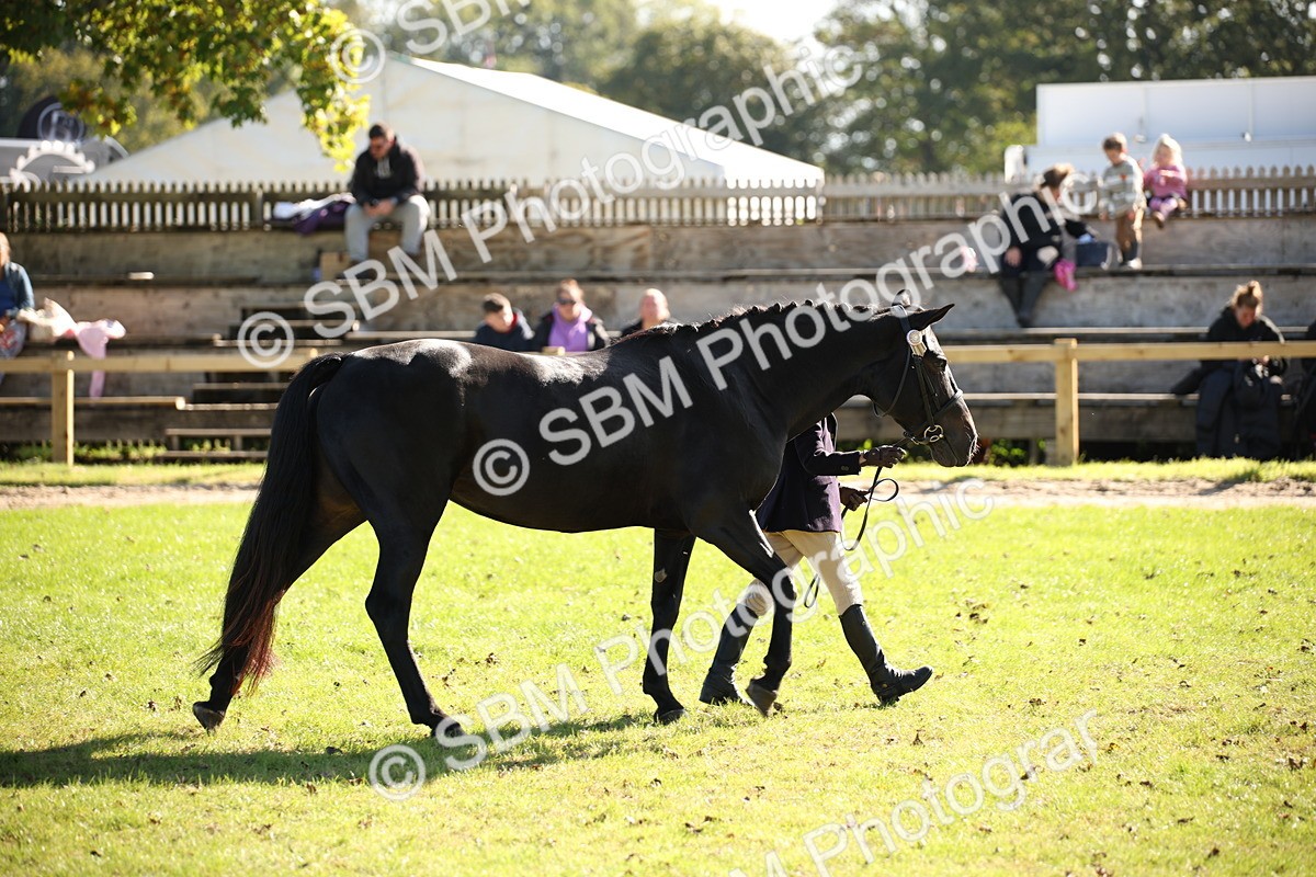 SBM_36615 - S10 - Best In Hand Horse & Pony