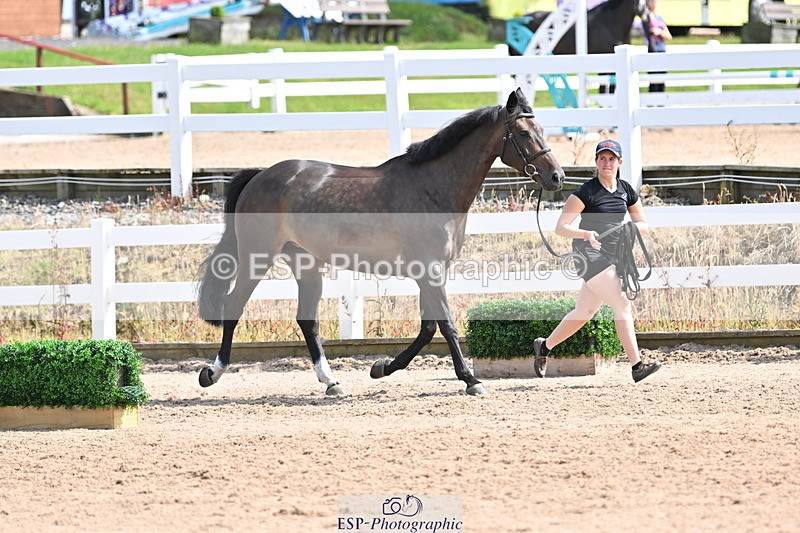 240717A-153812-02933 - Trot Up 3pm to 4pm