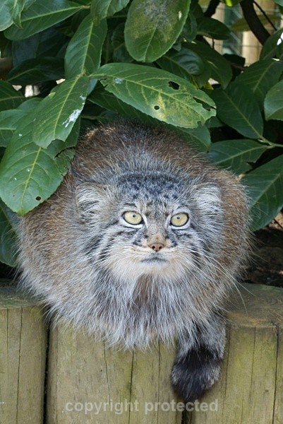 Tula - Pallas Cat - Small Cats
